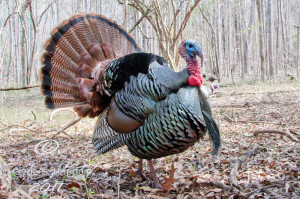 Hunting Wild Turkey In North Carolina - GRAND SLAM NETWORK