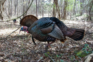 Pennsylvania Turkey Hunting - GRAND SLAM NETWORK